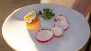 Scallop prepared by student volunteers.